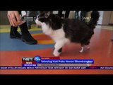 Alami Cedera Parah, Seekor Kucing Dapatkan Kaki Palsu - NET24