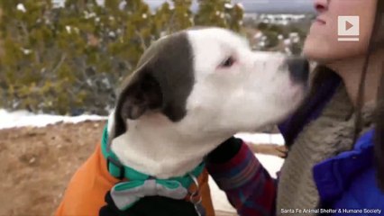 Precious pooch takes center stage in animal shelter's 'The Bachelor' parody
