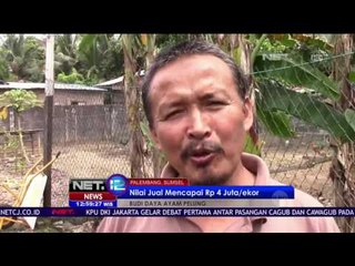 Potensi Bisnis Unggas Berkokok Merdu - NET 12
