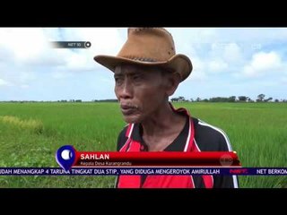 TNI dan Warga Berburu Tikus - NET 10