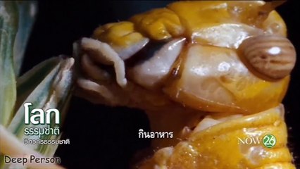 สารคดี วิศวกรธรรมชาติ ตอน โลกแห่งวัสดุ