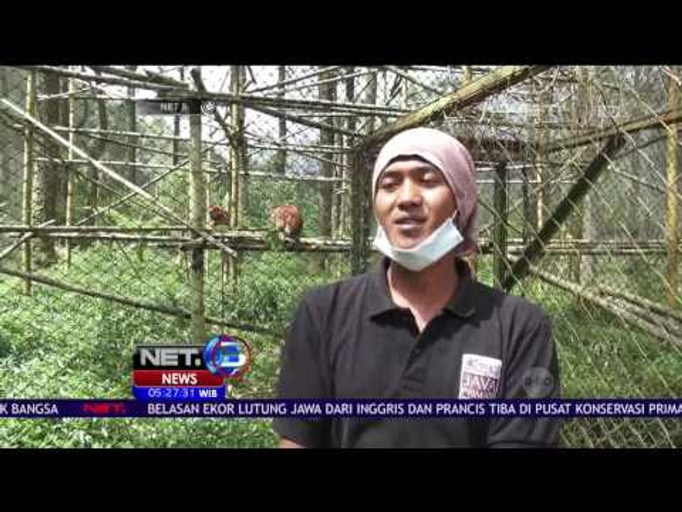 15 Lutung Jawa dari Inggris & Prancis Tiba di Pusat Konservasi - NET5