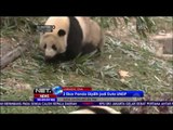 Dua Ekor Bayi Panda Dipilih Jadi Duta UNDP - NET24