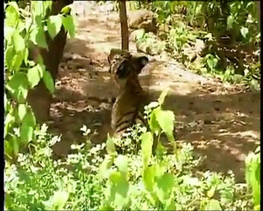 how a monkey beat lions .....Must watch