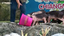 Otter cleans up after pigs at Chiang Mai Zoo