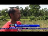 Murahnya Harga Cabai di Bone Sulawesi Selatan, Petani Cabai Dipermainkan Pengepul - NET 12