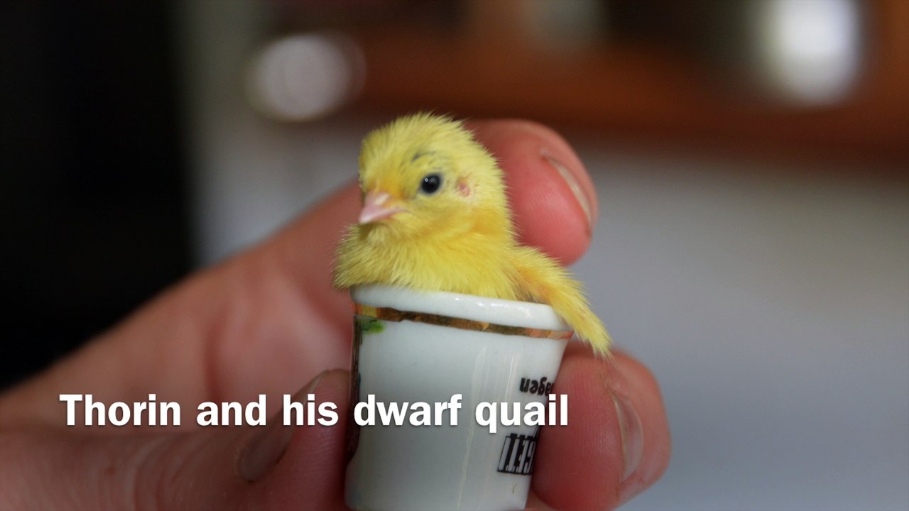German Shepherd befriends tiny newborn quails