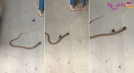 Une veuve noire Australienne attrape et tue un serpent