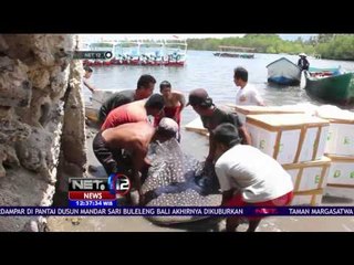 下载视频: Bangkai Hiu Paus Tutul di Pantai Buleleng Dikubur Warga Dengan Upacara - NET 12