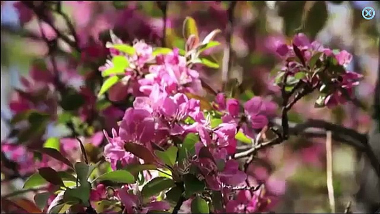 Kids vocabulary - Body - parts of body - Learn English for kids - English educational vide