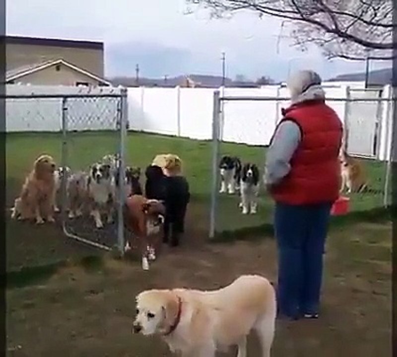 Speaking dog says name