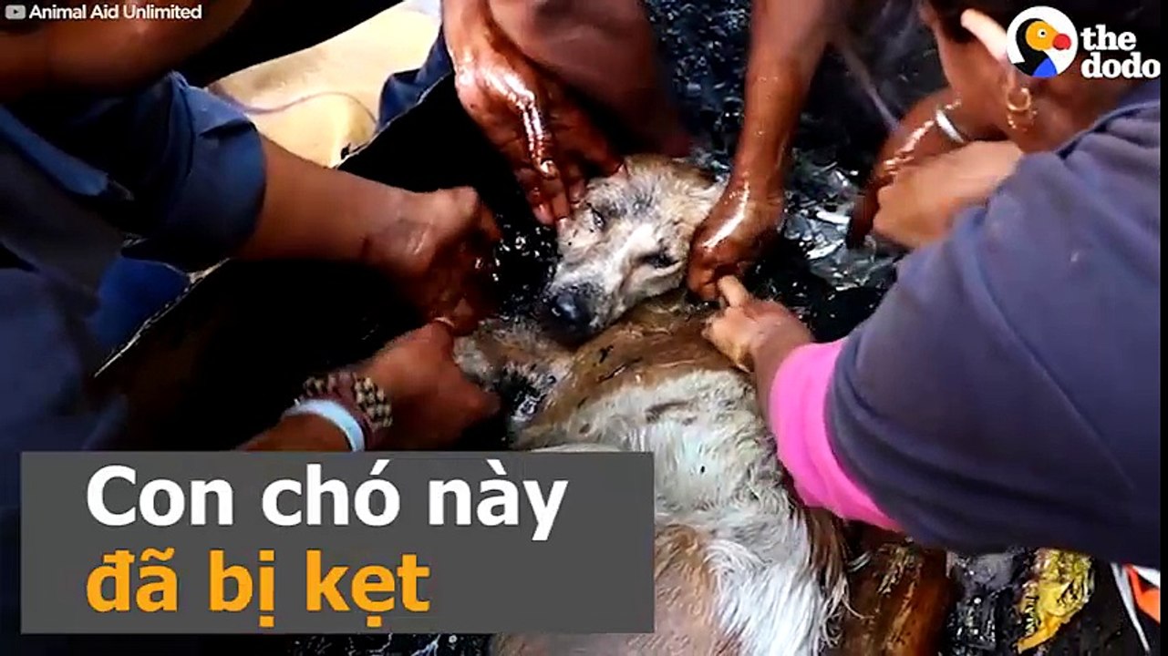 Con chó này đã bị kẹt và dính trong thùng nhựa đường rất nhiều ngày.