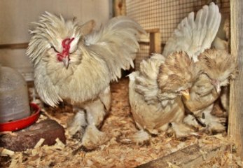 Endonezya'ya Özgü 'Gülen Horoz'u Çanakkale'de Üretmeyi Başardı