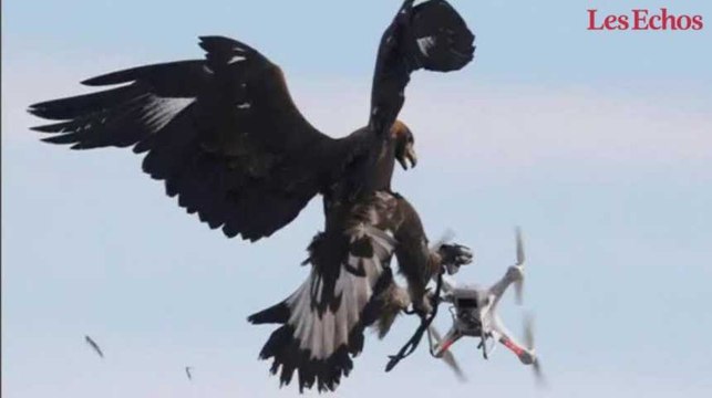 Plus forts que les drones… les aigles !