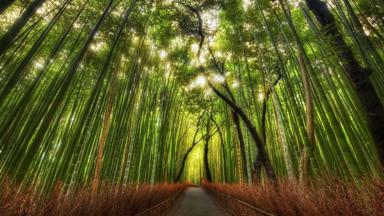 Bamboo