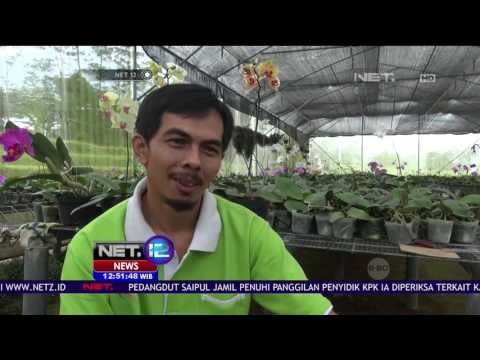 Raup Omzet Puluhan Juta dari Budidaya Anggrek Bulan - NET 12