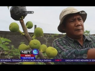 Prospek Menguntungkan Bisnis Budidaya Buah Tin - NET 12