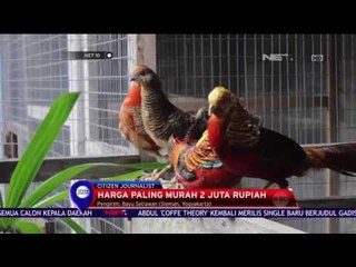Bisnis Ayam Pheasant - NET 10