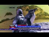 Jakarta Aquarium Yakinkan Penguin Berada di Tempat Layak - NET 5