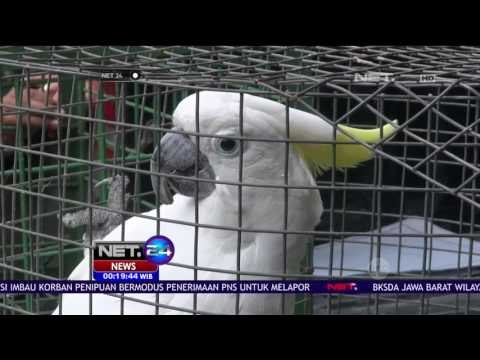 Petugas BKSDA Sita Kakatua dan Siamang dari Warga - NET24