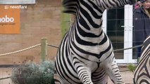 Zebras 'fooling around' Valentine's Day