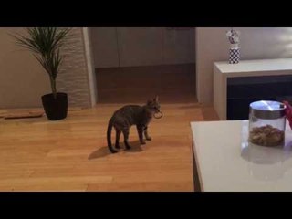 This Rather Fetching Cat Is as Good as Any Dog