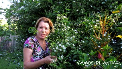 Vamos Plantar com Olga Bongiovanni - 2017 - Jasmim
