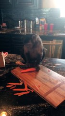 Ce singe se rappe des carottes! Okayyyy