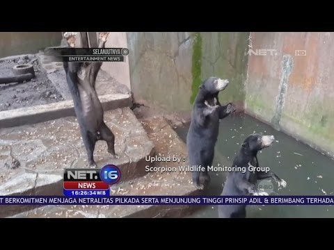 Penelantaran Beruang di Kebun Binatang Bandung, Coreng Nama Bandung di Dunia Internasional - NET 16