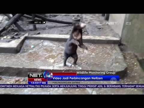 Video Beruang Madu yang Kurus Ramai Jadi Perbincangan Netizen - NET12