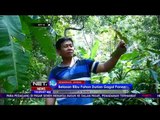 Belasan Ribu Pohon Durian Gagal Panen - NET 10