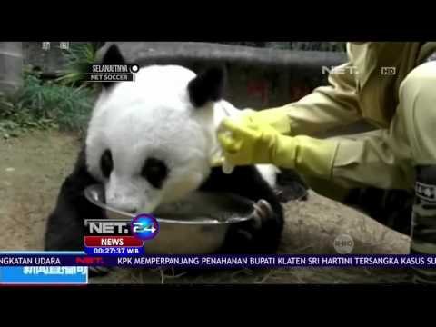 Panda Tertua di Cina Rayakan Ulang Tahun ke-37 - NET24