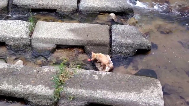Ce chien s'amuse comme un fou avec une balle !