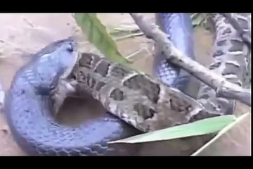 King Cobra Eat Python Snake