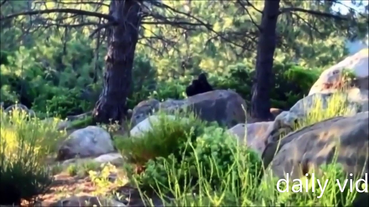 the most terrifying bigfoot mother captured ever caught on camera pt2