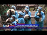 Jelang Imlek, 23 Ekor Bayi Panda di Cina Sampaikan Salam - NET5