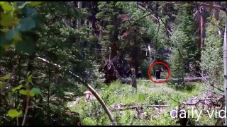 the most shocking bigfoot images you should see to believe in bigfoot