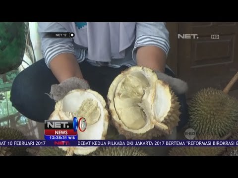 Menyantap Durian Lokal Wonosalam yang Legit dan Nikmat - NET 12
