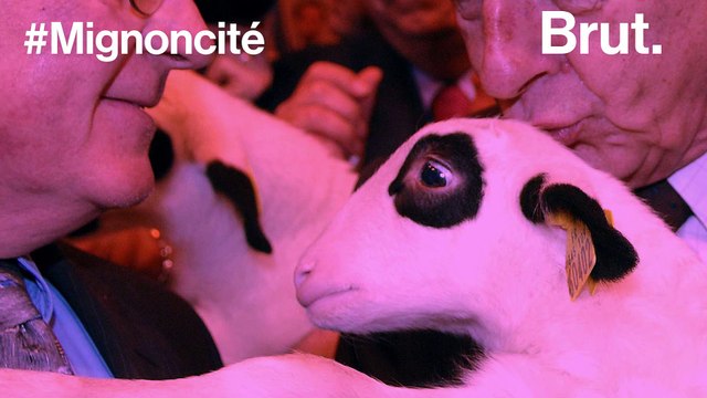 Politiques et animaux : des rapports parfois compliqués