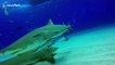 Lemon and tiger sharks get uncomfortably close to divers