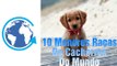 As 10 Menores raças de cachorros do mundo