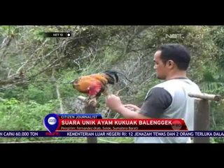 Suara Unik Ayam Kukuak Balenggek - NET 10