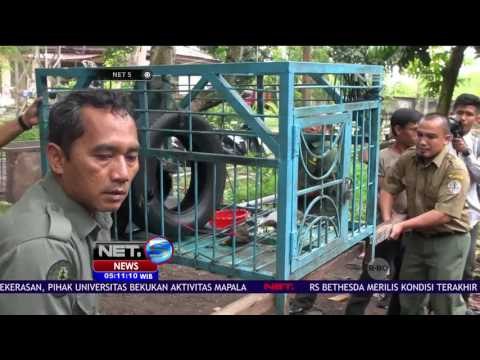 Anak Beruang Madu Diamankan Petugas BBKSDA Dari Warga - NET5