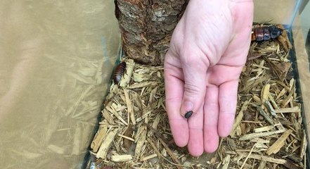 Atlanta zoo names a baby cockroach after Tom Brady