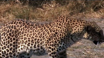 Ataque animal - Leopardo #005