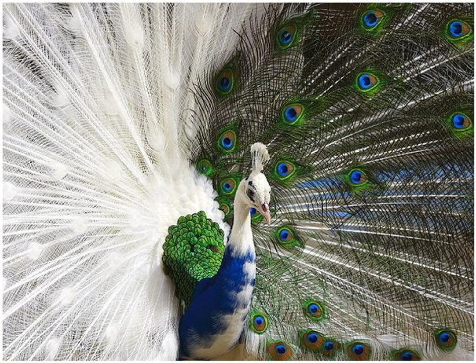 PAK Peacock talking about tourism