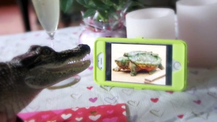 Waggle Presents: Fifty Scales of Grey