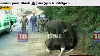 Two Bison dead of interlocked horns Nilgiri India