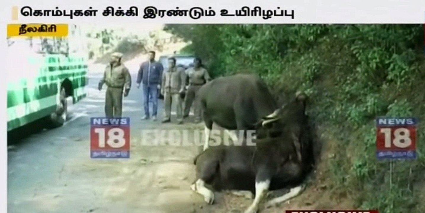 Two Bison dead of interlocked horns Nilgiri India
