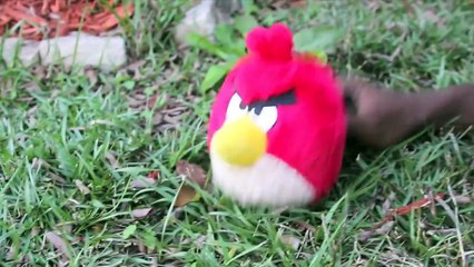 SML Movie: A Bird Problem